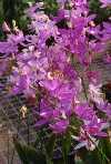 Calopogon tuberosus