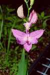 Calopogon tuberosus