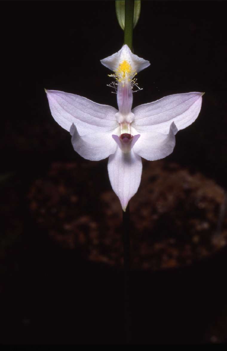 Calopogon tuberosus