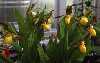 Cypripedium parviflorum greenhouse