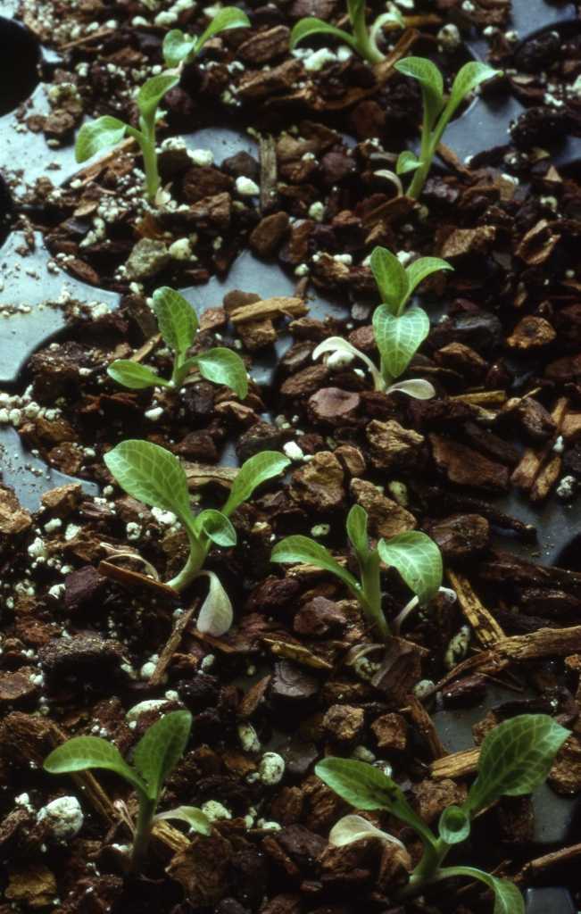 Goodyera pubescen seedlings