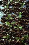 Goodyera pubescens seedlings