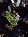 Liparis lillifolia