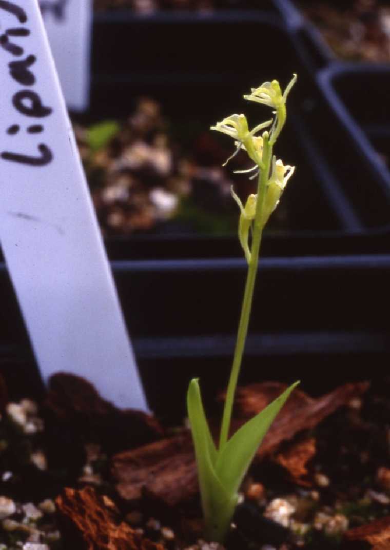 Liparis loselli