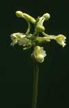Platanthera clavellata
