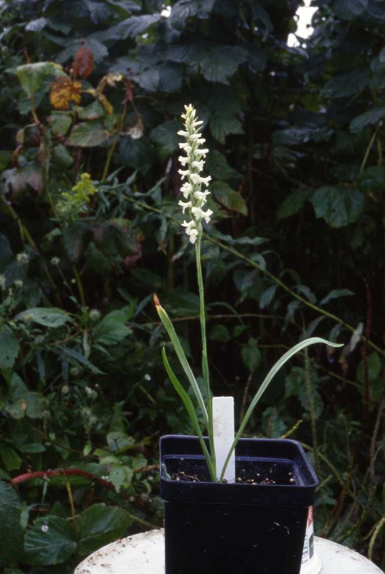Spiranthes cernua