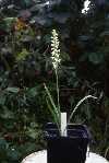 Spiranthes cernua