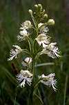 Platanthera leucophaea Rock County