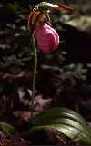 C acaule