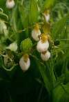 C candidum