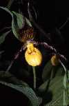 C parviflorum