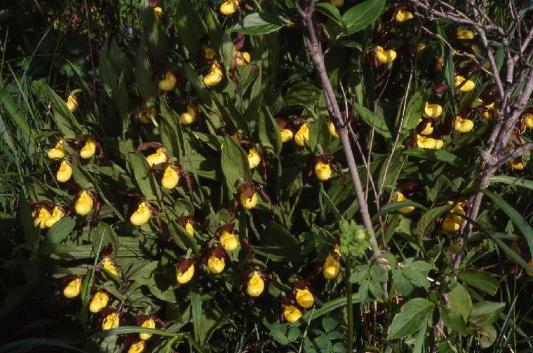 cparviflorumvarmakasincolumbia760.jpg