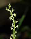 M monophyllos var brachypoda