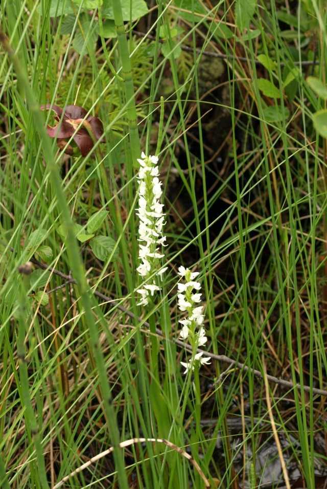 Platanthera dilataea