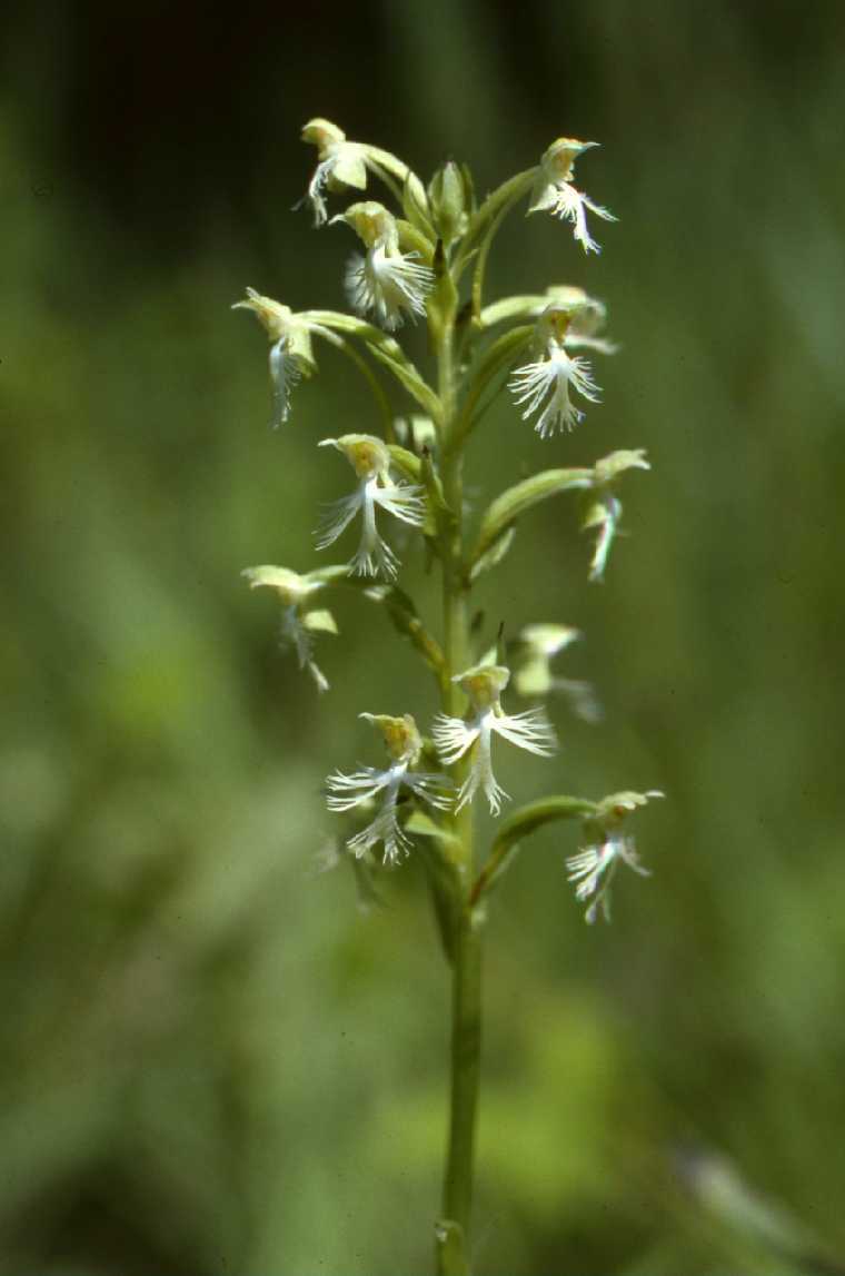 Platanthera lacera