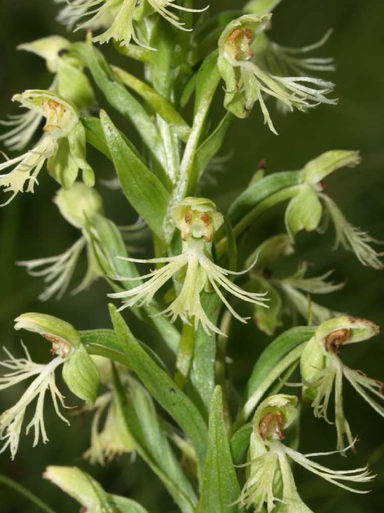 Platanthera lacera