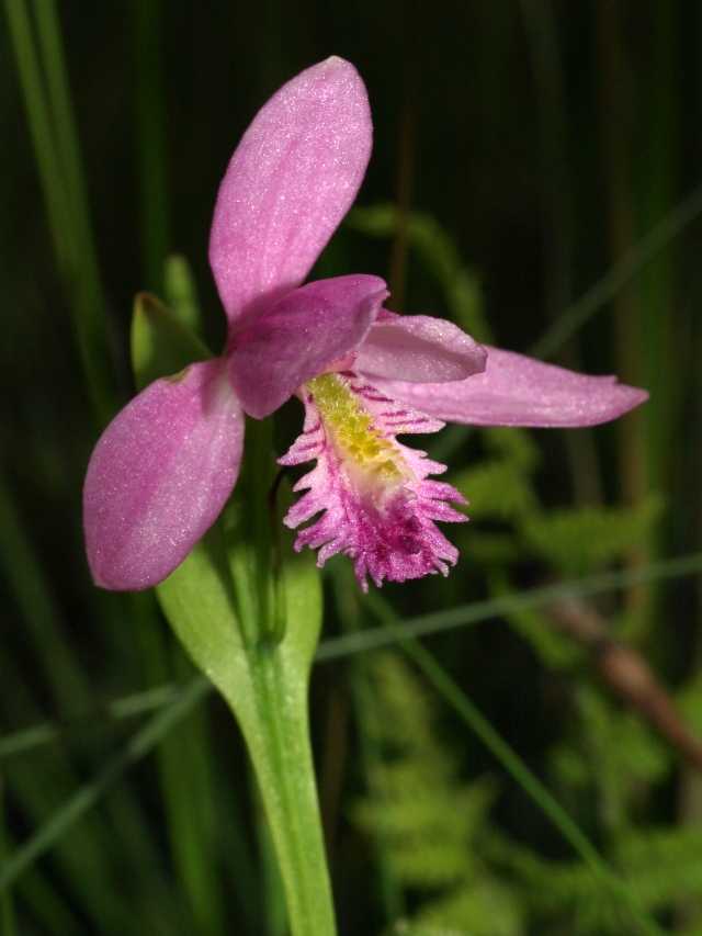 Pogonia ophioglossoides