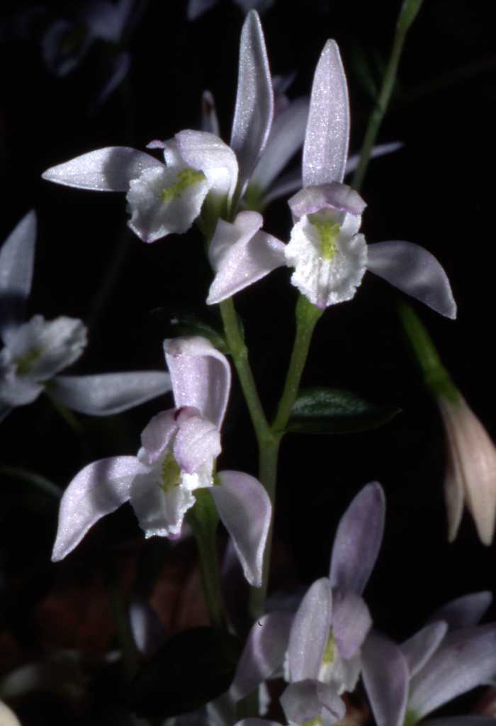 Triphora trianthophora