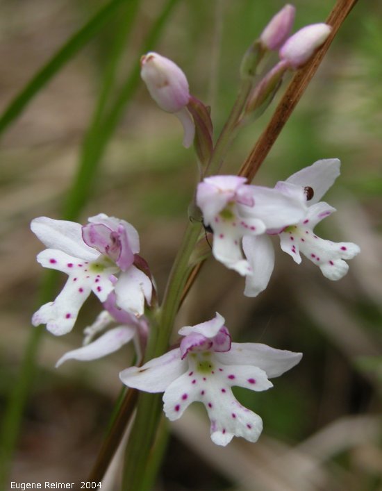 amerorchis rotundifolia