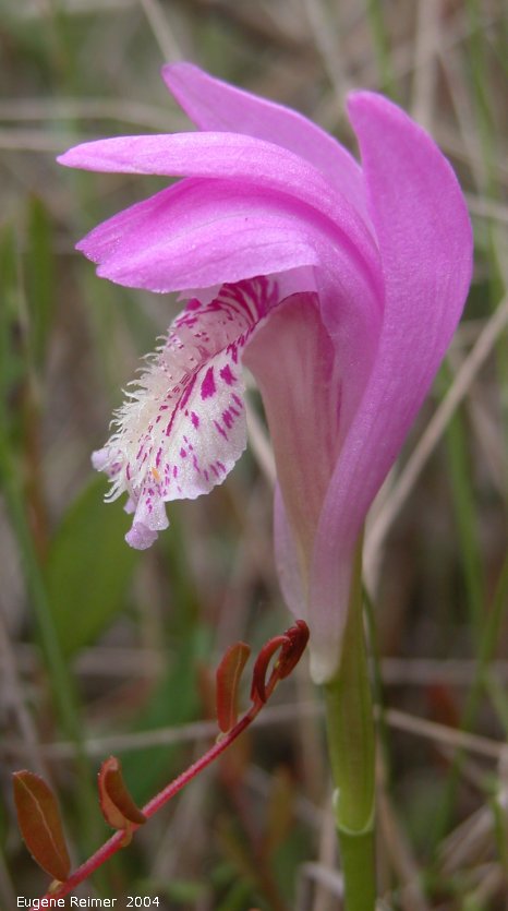 arethusa bulbosa