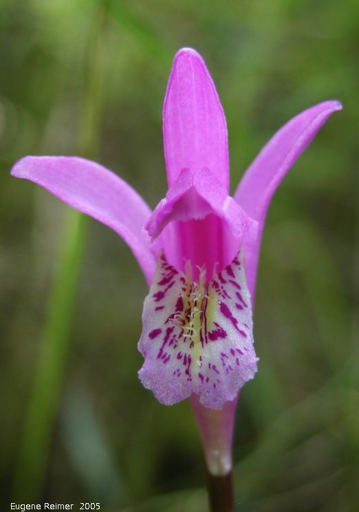 arethusa bulbosa
