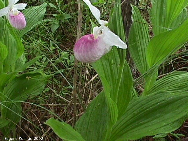 cypripedium reginae