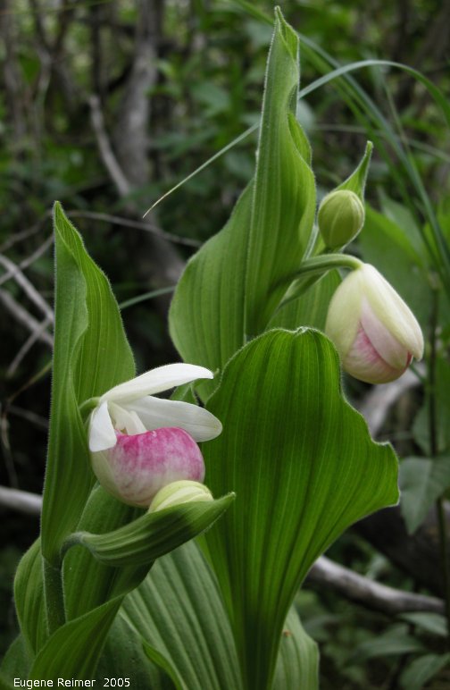 cypripedium reginae