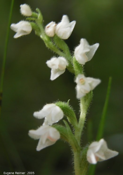 goodyera repens