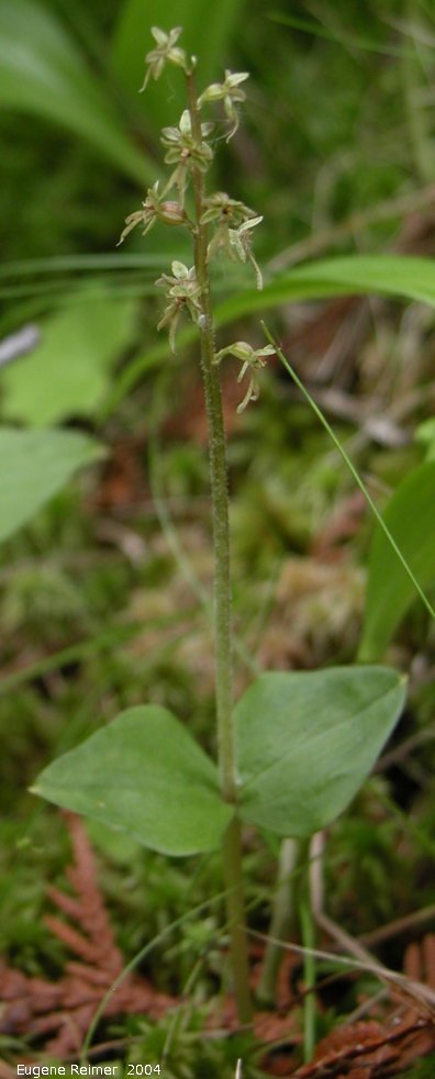 listeria cordata