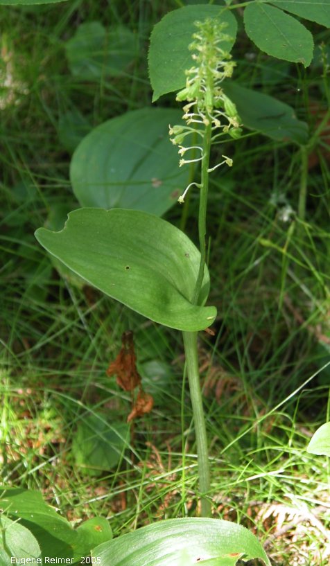 malaxis unifolia