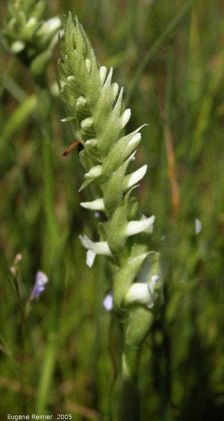 spiranthes romanzoffiana