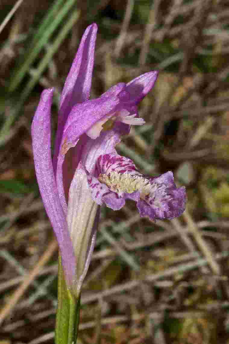 arethusa bulbosa graham giles