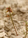 Corunastylis nudiscapa