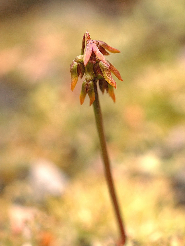 Corunastylis nudiscapa