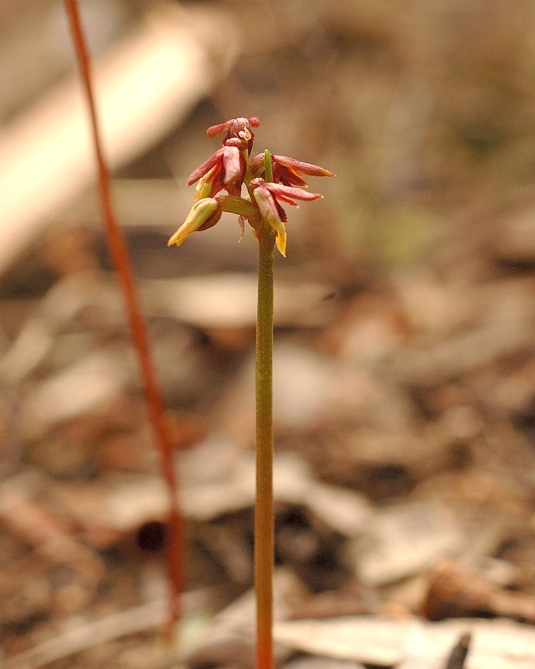 Corunastylis nudiscapa