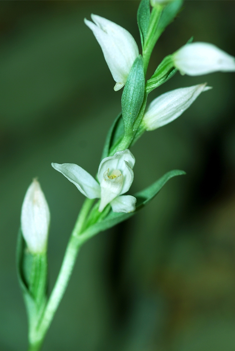 Cephelantera cucullata
