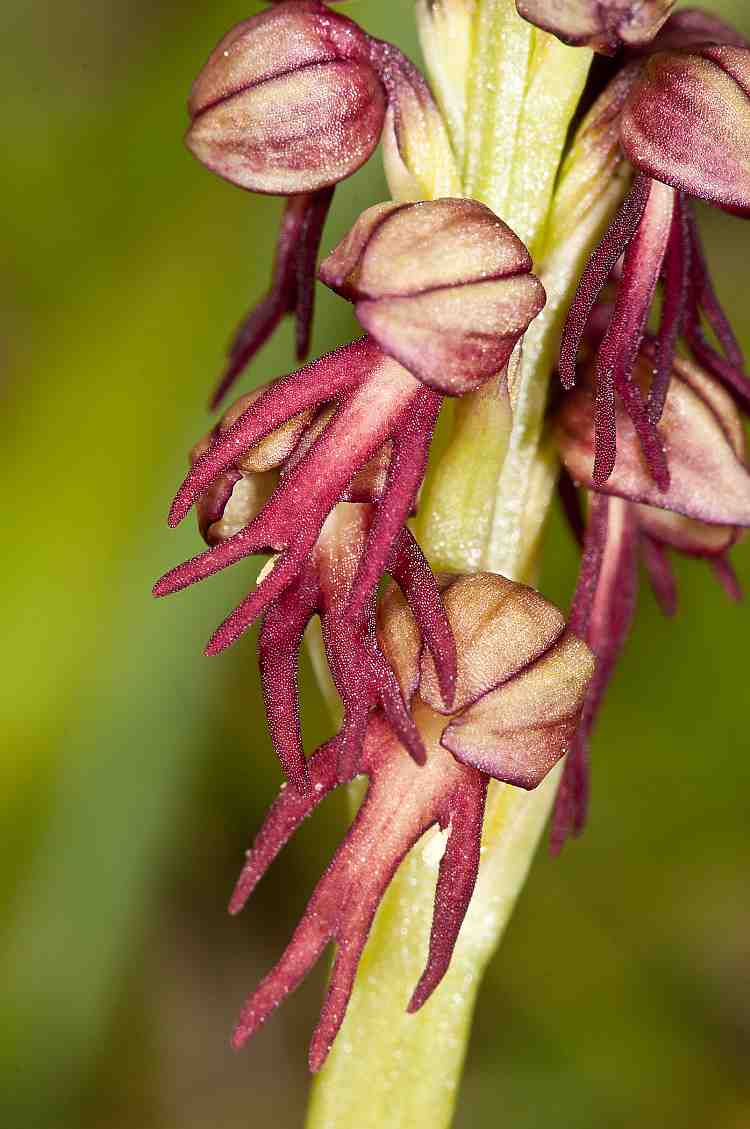 Aceras anthropophorum