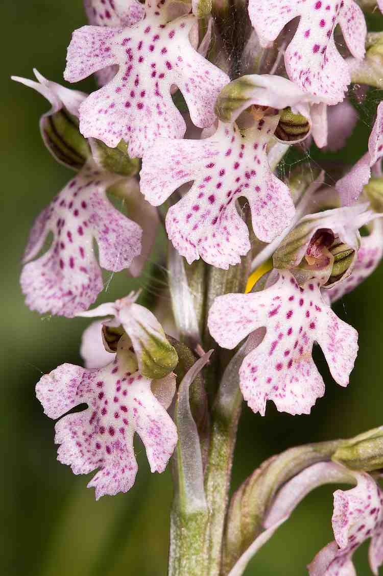 Neotimea lactea