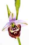 ophrys candica