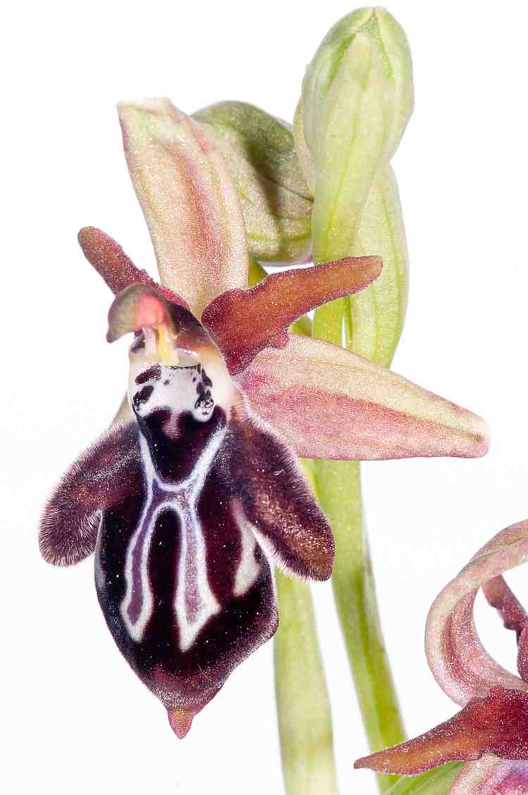 ophryscretica7750davies.jpg