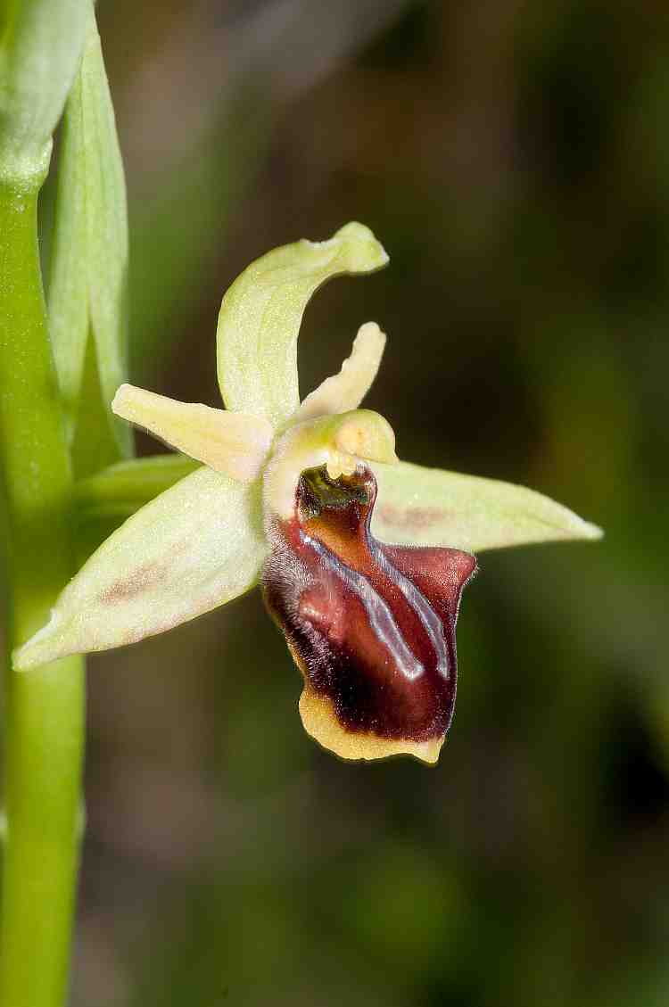 Ophrys gortyna