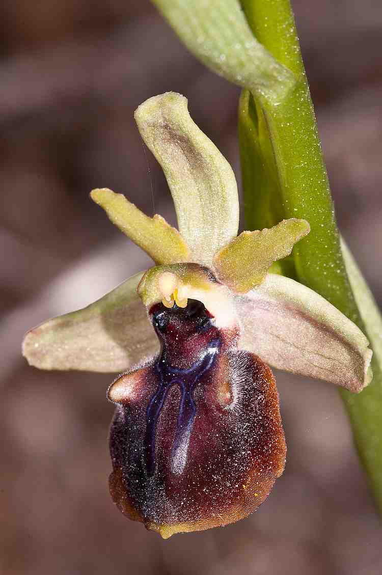 Ophrys herae
