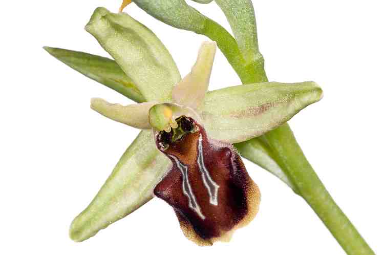 Ophrys herae