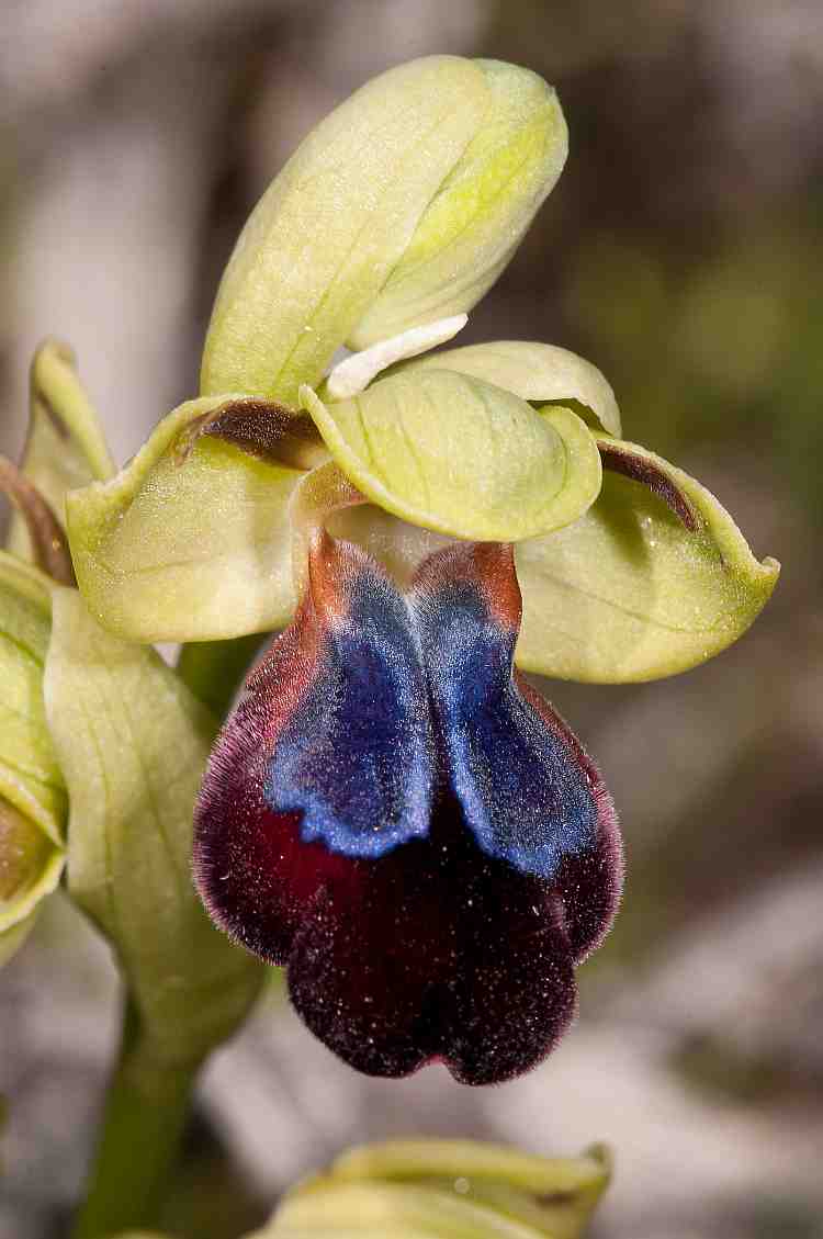 ophrysiricolor2750davies.jpg