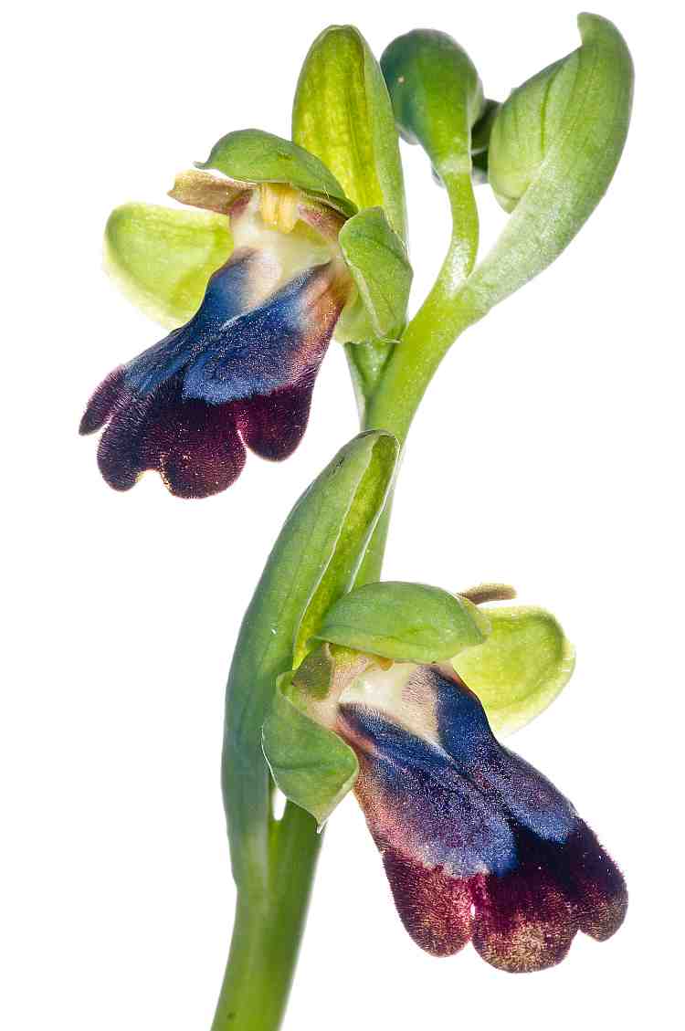 ophrysiricolor750davies.jpg