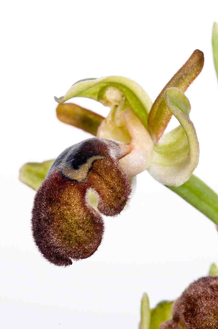 Ophrys megaifera
