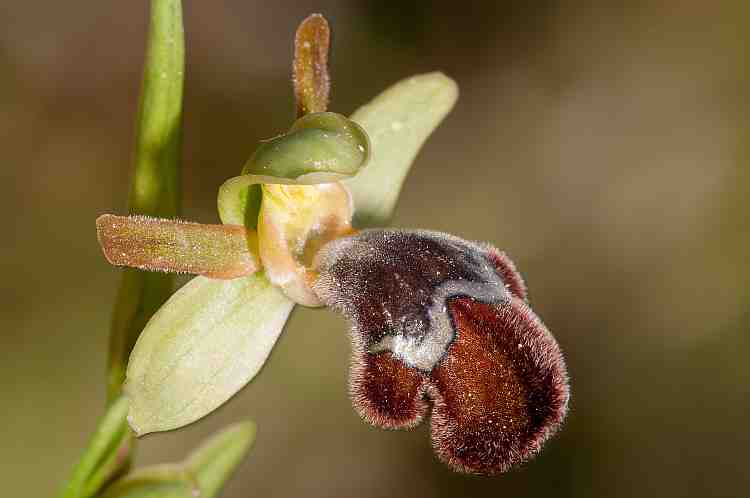 Ophrys megaifera