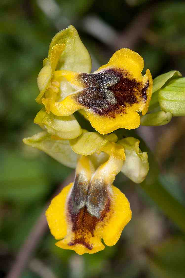 Ophrys phrygana