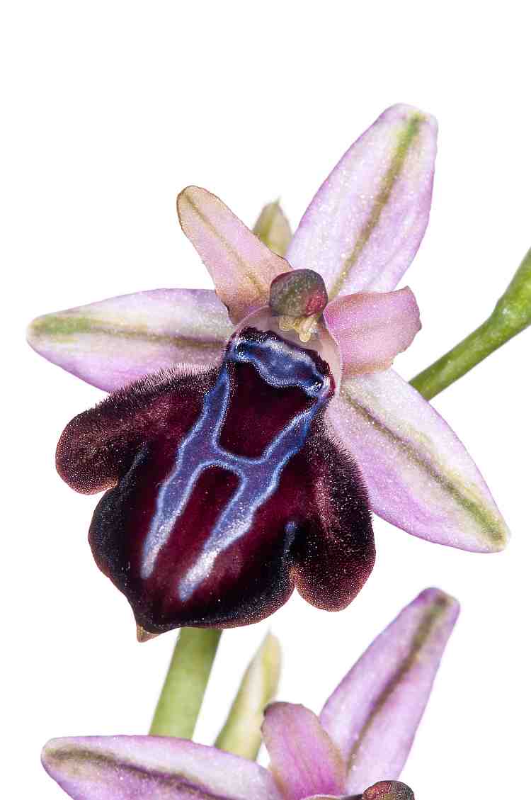 ophrysspruneri2750davies.jpg