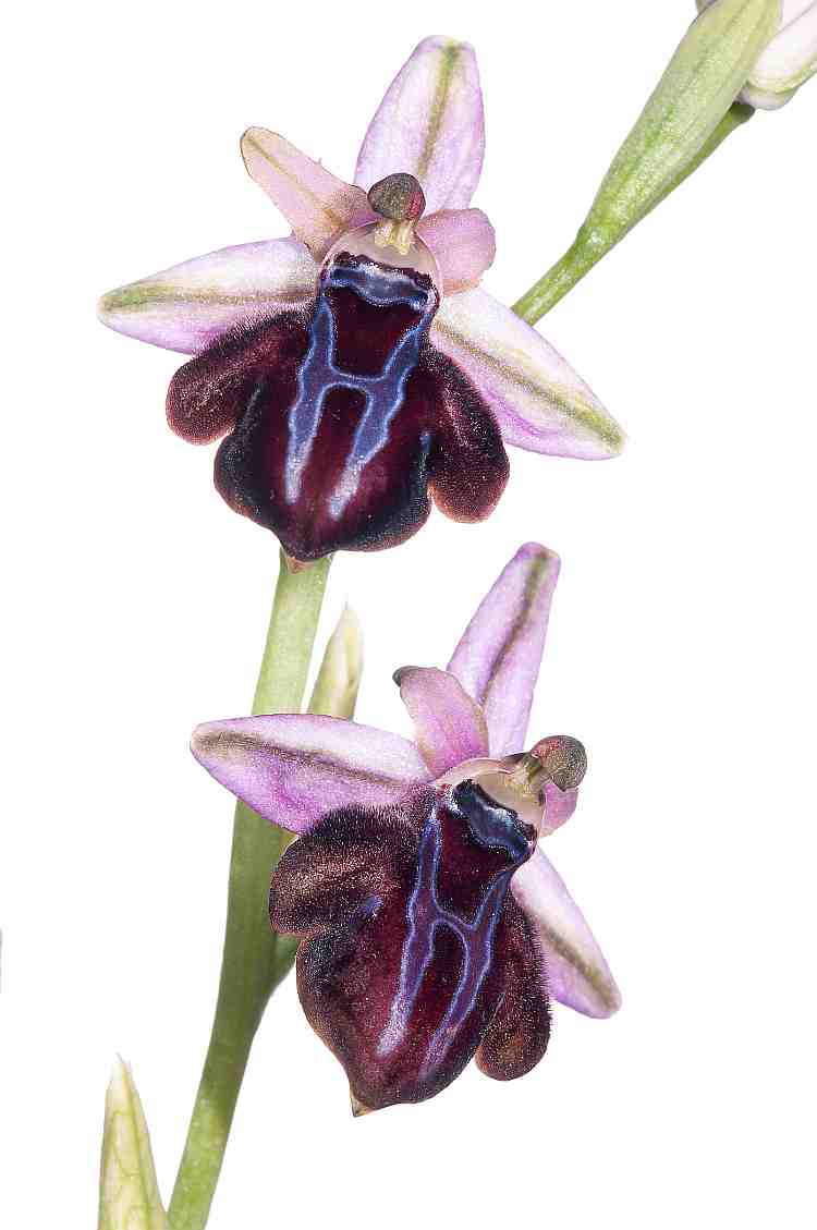 ophrysspruneri750davies.jpg